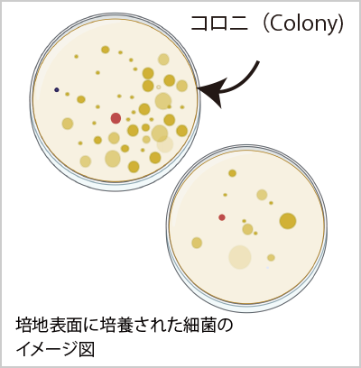 結果解析